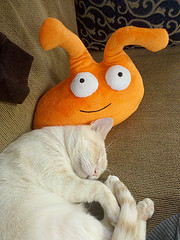 Smuckles takes a nap with a Kitty! The Kitty's name is Edison. O HAI EDISON! Smuckles takes a nap with a Kitty! The Kitty's name is Edison. O HAI EDISON!
